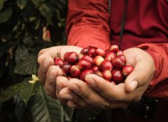 蜜處理的尼加拉瓜精品咖啡豆 精品咖啡豆 單品咖啡