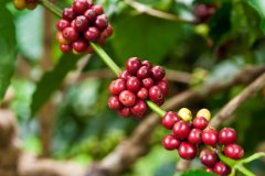 海地咖啡顆粒飽滿，風味濃郁，酸度由中到低，口感比較溫和。