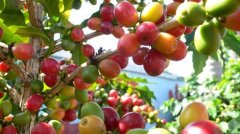 肯尼亞咖啡果實 肯尼亞咖啡小農種植的咖啡豆品質