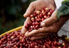 瑰夏咖啡豆在咖啡國際市場的價位 爲什麼瑰夏會那麼貴