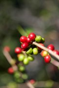 非洲種植咖啡豆的產區