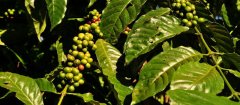 盧安達西部省穆修伊水洗 盧旺達精品咖啡風味