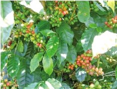 蘇門答臘島咖啡風味 曼特寧著名產地