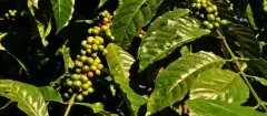 埃塞爾比亞咖啡出口瞭解 埃塞爾比亞咖啡主要產區