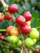 精品咖啡 印度尼西亞進口咖啡生豆巴厘島優質 日曬處理