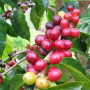 精品咖啡 SL28品種在中美洲是極度罕見的，該樹種源自於東非的坦