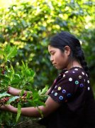 單品咖啡 危地馬拉薇薇特南果產區咖啡熟豆危地馬拉咖啡原產地