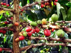 野莓風味 肯尼亞咖啡 精品咖啡豆