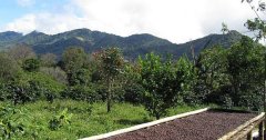 巴拿馬SHB精品級莊園單品咖啡 波魁特產區 單品