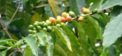 哥斯達黎加聖羅曼水洗處理廠 美洲精品咖啡風味