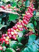 津巴布韋 咖啡        高品質的阿拉伯咖啡豆，迎合美食家的需求