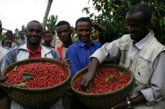 肯尼亞  罕見的好咖啡――以其濃郁芳香和酸度均衡而聞名