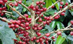 南非咖啡味道芳香而酸度較小，讓人憶起中美洲的咖啡豆