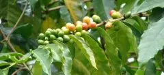 新幾內亞島的主要咖啡生產者之一是錫格里種植園