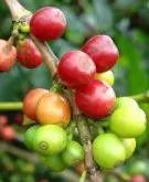 咖啡生豆常見縮略語解讀 精品咖啡
