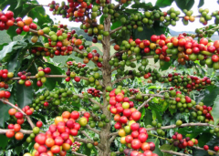 馬達加斯加咖啡產業 咖啡資訊