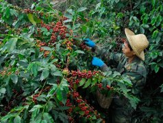 雲南精品咖啡 單品咖啡 雲南咖啡種植