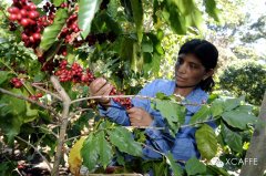厄瓜多爾進口抗病蟲害咖啡種子重振咖啡業