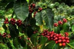 海地無污染咖啡