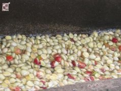 雲南咖啡豆怎麼處理的 溼刨法