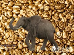 象糞咖啡 泰國推出高端象糞咖啡