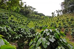 聖馬可是危地馬拉八大咖啡產區中氣候最熱的地區 咖啡莊園