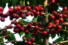 委內瑞拉最好的咖啡產區是位於西南部的塔奇拉州