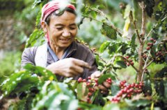 在普洱咖啡企業不間斷收購咖農的咖啡豆。