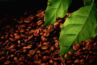 盧旺達咖啡歷史
