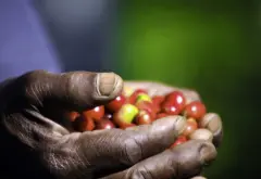咖啡豆拍賣前的流程 衣索比亞 精品咖啡