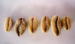 利比裏卡咖啡豆介紹  什麼是利比裏卡咖啡豆