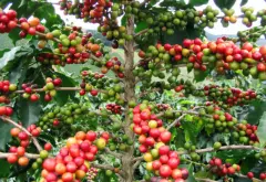 布隆迪(Burundi)有世界上種類最繁多、經營最成功的咖啡業 非洲精