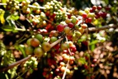 津巴布韋法樂費爾精品咖啡種植莊園(Farfell)品質產地介紹