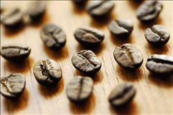 埃塞俄比亞耶加雪菲咖啡生豆