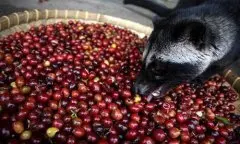 麝香貓咖啡(Kopi Luwak) 是衆多咖啡中，最貴的一種