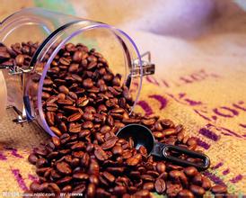 咖啡樹的種植條件 咖啡樹適合生長在什麼樣的環境