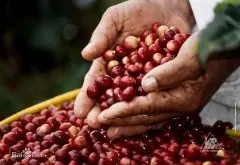 玻利維亞咖啡的優勢在於高海拔以及優秀的咖啡品種 精品咖啡