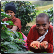 學習咖啡豆種的理論知識總結 咖啡基礎知識 咖啡樹  精品咖啡
