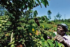 遮陰栽種的咖啡 咖啡樹 可以自己種咖啡豆嗎