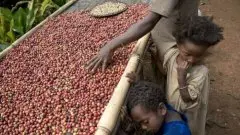 非洲咖啡豆特點 咖啡豆代理  非洲咖啡 咖啡豆