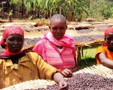 金比咖啡產地 西埃塞俄比亞 海拔高的咖啡豆 精品咖啡