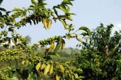 低產量咖啡 馬提尼克島種植的咖啡豆 小島咖啡風味