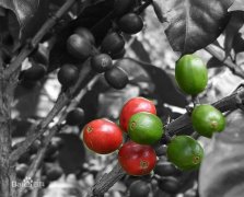 Panama Elida Natural  波奎特 Elida莊園 精品咖啡 黑咖啡
