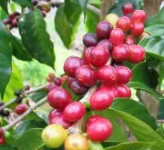 拉丁美洲咖啡介紹 波旁咖啡 使用溼法處理生豆