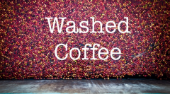 咖啡豆處理方式之水洗法，入門咖啡必懂