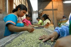 巴拿馬咖啡的印第安人文化成熟的櫻桃巴拿馬咖啡風味獨特