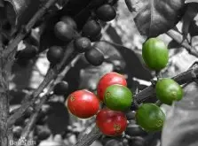 危地馬拉Guatemala香料與水果火山區的安提瓜（Antigua）精品咖啡