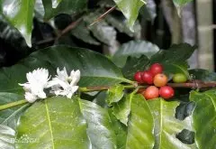 哥倫比亞 託利馬莊園 慧蘭Huila和考卡Cauca精品咖啡豆
