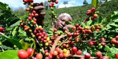 盧旺達西部省穆修伊處理廠波旁種精品黑咖啡