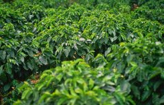蔗糖低酸的紮實巴布亞新幾內亞奇邁爾莊園圓豆 小摩卡咖啡豆